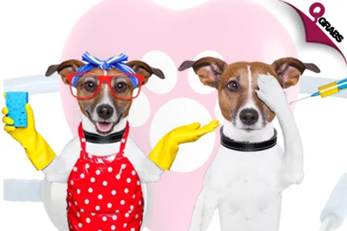 From QR430 Get Your Cat OR Dog’s Teeth Cleaned OR for QR600 Test Your Pet’s Rabies Antibodies with a RATT Test at Qatar Veterinary Centre! (Up to QR1360 Value)
